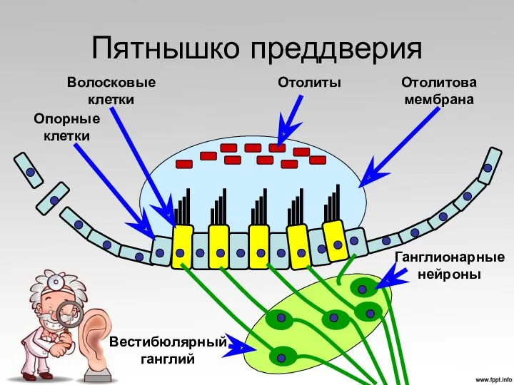 Пятнышко преддверия Опорные клетки Волосковые клетки Отолитова мембрана Отолиты Ганглионарные нейроны Вестибюлярный ганглий