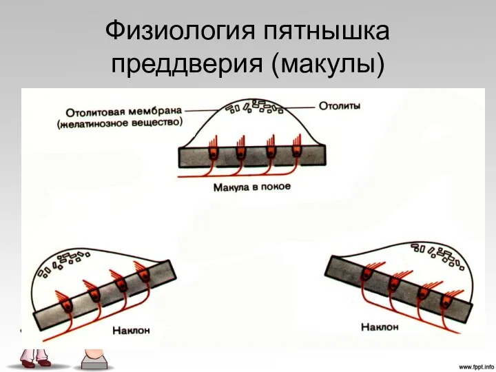 Физиология пятнышка преддверия (макулы)