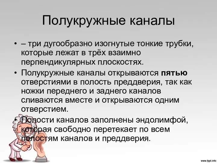 Полукружные каналы – три дугообразно изогнутые тонкие трубки, которые лежат