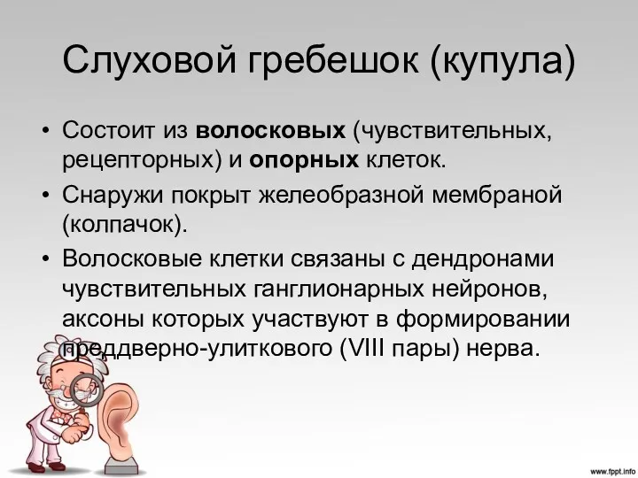 Слуховой гребешок (купула) Состоит из волосковых (чувствительных, рецепторных) и опорных