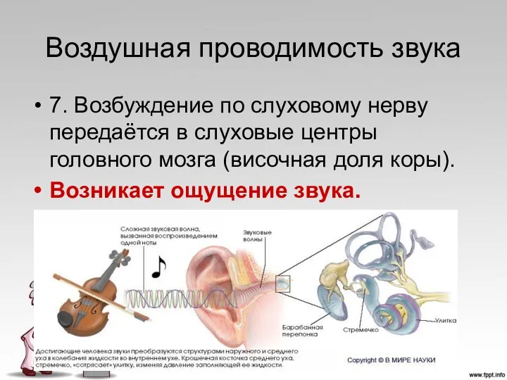 Воздушная проводимость звука 7. Возбуждение по слуховому нерву передаётся в