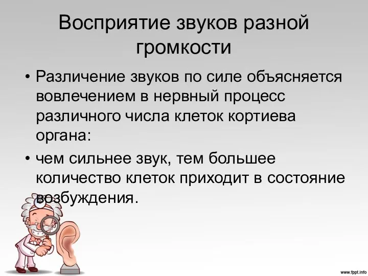 Восприятие звуков разной громкости Различение звуков по силе объясняется вовлечением