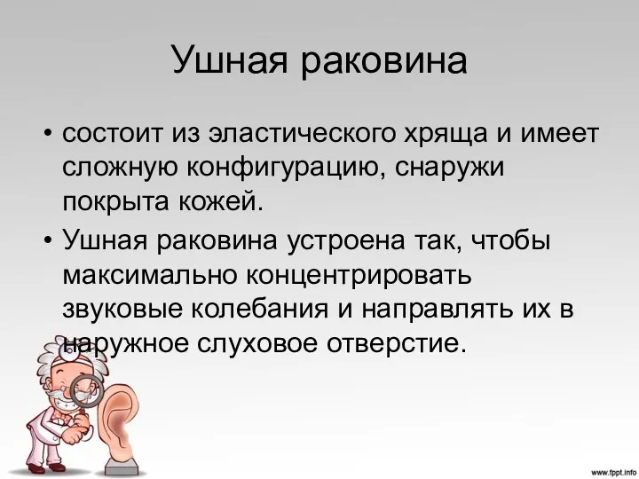 Ушная раковина состоит из эластического хряща и имеет сложную конфигурацию,