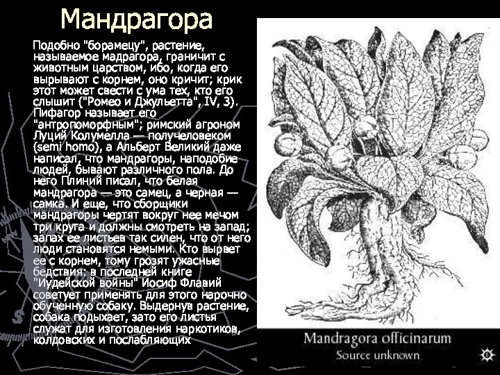 Мандрагора Подобно "борамецу", растение, называемое мадрагора, граничит с животным царством,