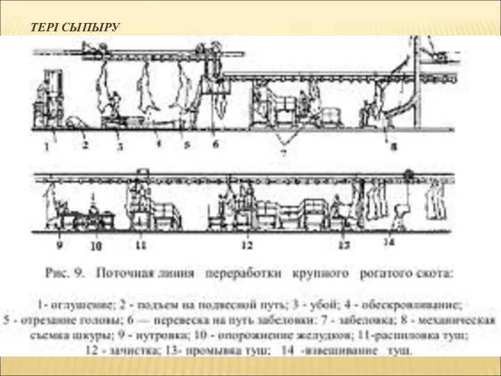 ТЕРІ СЫПЫРУ