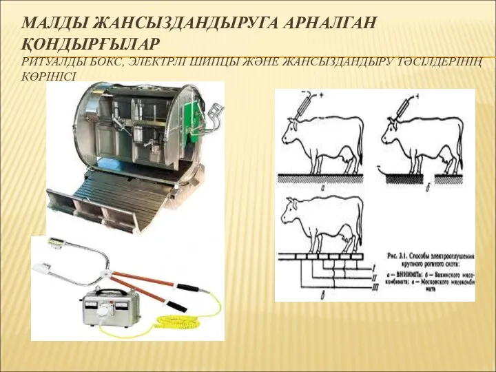 МАЛДЫ ЖАНСЫЗДАНДЫРУГА АРНАЛГАН ҚОНДЫРҒЫЛАР РИТУАЛДЫ БОКС, ЭЛЕКТРЛІ ШИПЦЫ ЖӘНЕ ЖАНСЫЗДАНДЫРУ ТӘСІЛДЕРІНІҢ КӨРІНІСІ