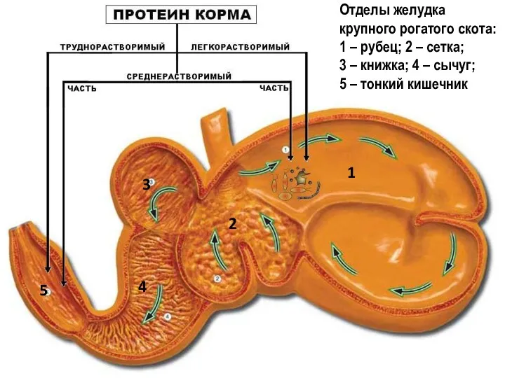 Содержание клетчатки в сухом веществе бобовых трав, % Содержание клетчатки в сухом веществе