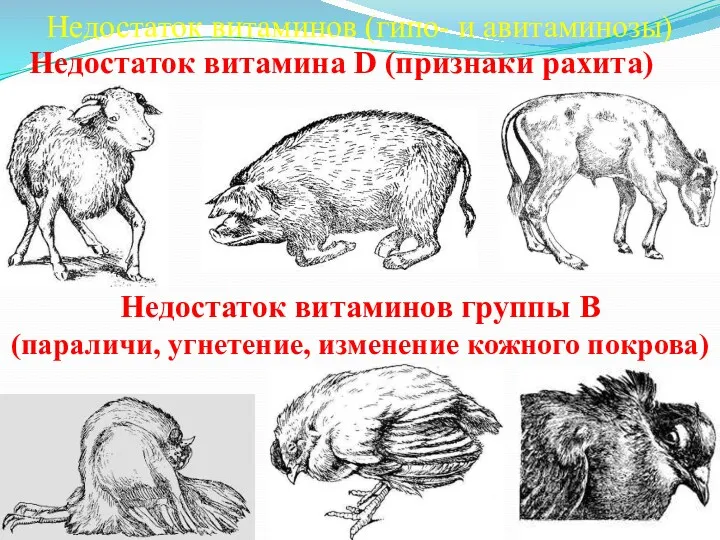 Недостаток витаминов (гипо- и авитаминозы) Недостаток витамина D (признаки рахита) Недостаток витаминов группы