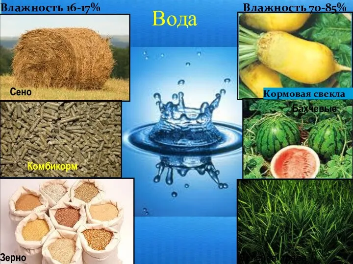 Вода Влажность 16-17% Влажность 70-85% Сено Комбикорм Зерно Кормовая свекла Бахчевые Зеленая трава