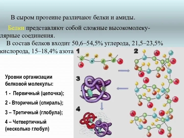 В сыром протеине различают белки и амиды. Белки представляют собой сложные высокомолеку- лярные