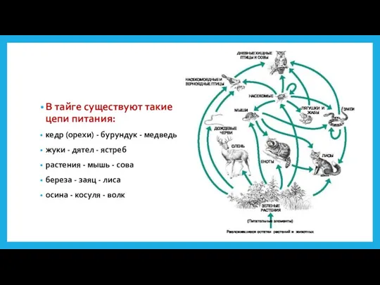 В тайге существуют такие цепи питания: кедр (орехи) - бурундук - медведь жуки