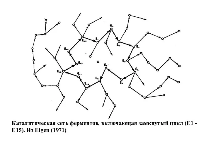 Каталитическая сеть ферментов, включающая замкнутый цикл (Е1 - Е15). Из Eigen (1971)