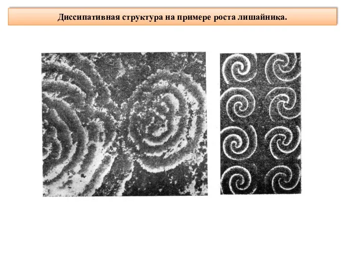 Диссипативная структура на примере роста лишайника.