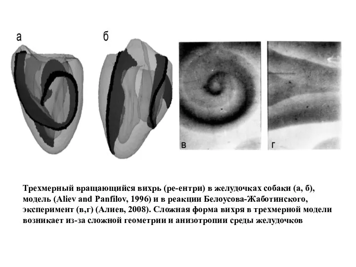Трехмерный вращающийся вихрь (ре-ентри) в желудочках собаки (а, б), модель