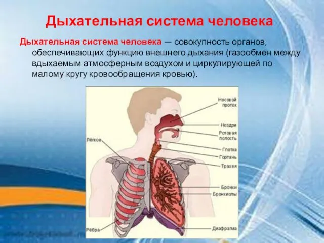 Дыхательная система человека Дыхательная система человека — совокупность органов, обеспечивающих