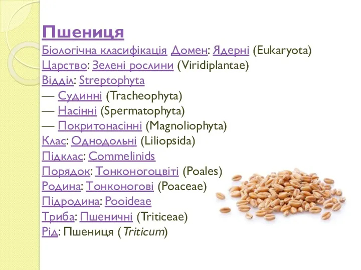 Пшениця Біологічна класифікація Домен: Ядерні (Eukaryota) Царство: Зелені рослини (Viridiplantae)