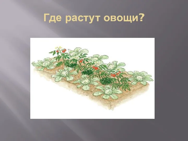 Где растут овощи?