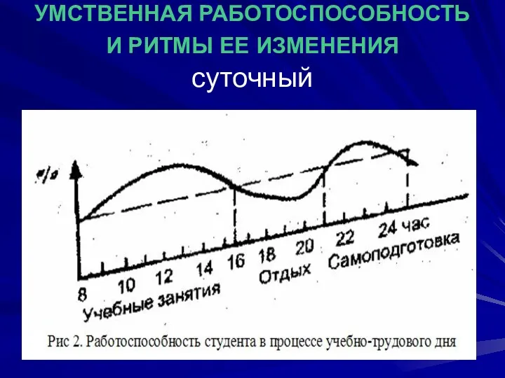 УМСТВЕННАЯ РАБОТОСПОСОБНОСТЬ И РИТМЫ ЕЕ ИЗМЕНЕНИЯ суточный