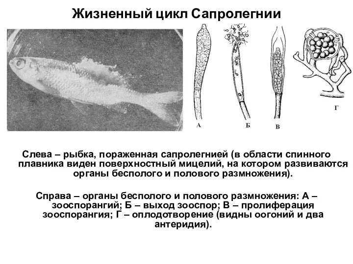 Жизненный цикл Сапролегнии Слева – рыбка, пораженная сапролегнией (в области