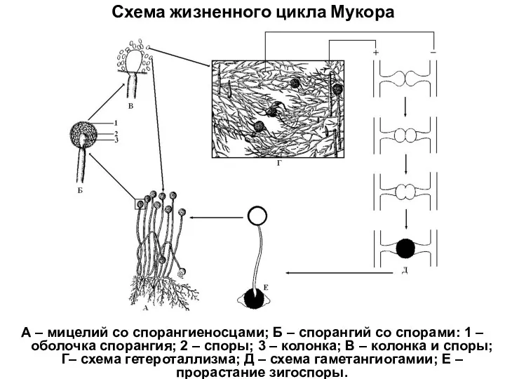 Схема жизненного цикла Мукора А – мицелий со спорангиеносцами; Б