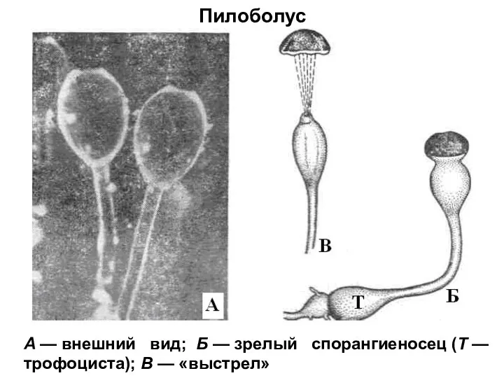 Пилоболус A — внешний вид; Б — зрелый спорангиеносец (Т — трофоциста); В — «выстрел»