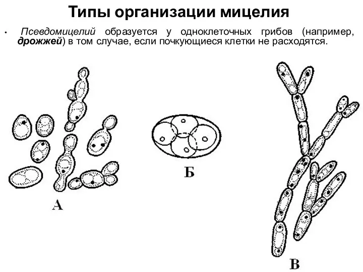 Типы организации мицелия Псевдомицелий образуется у одноклеточных грибов (например, дрожжей)