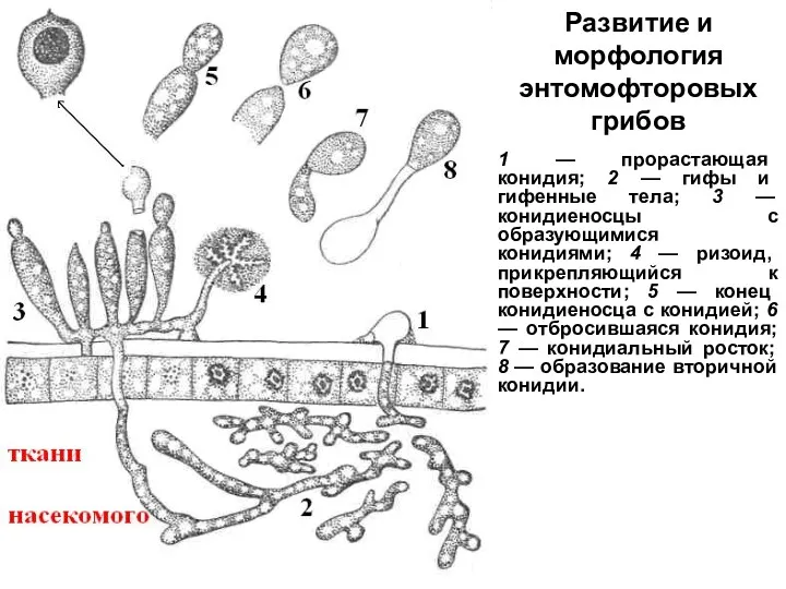 Развитие и морфология энтомофторовых грибов 1 — прорастающая конидия; 2