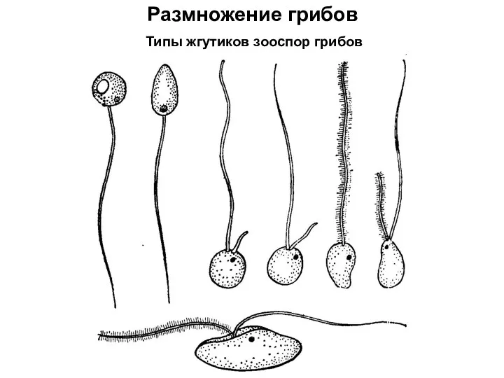 Размножение грибов Типы жгутиков зооспор грибов