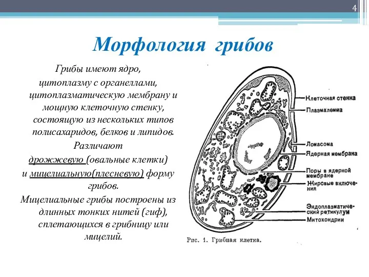 Морфология грибов Грибы имеют ядро, цитоплазму с органеллами, цитоплазматическую мембрану