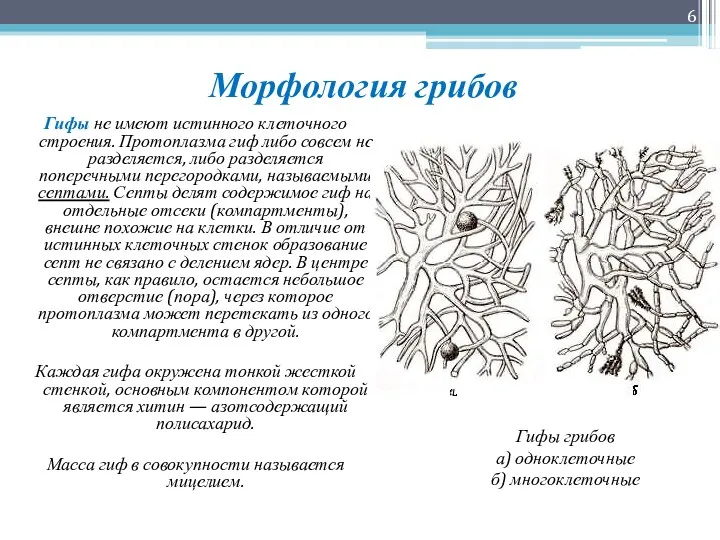 Морфология грибов Гифы не имеют истинного клеточного строения. Протоплазма гиф либо совсем не