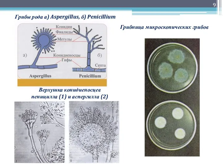 Грибы рода а) Aspergillus, б) Penicillium Грибница микроскопических грибов Верхушка конидиеносцев пеницилла (1) и аспергилла (2)