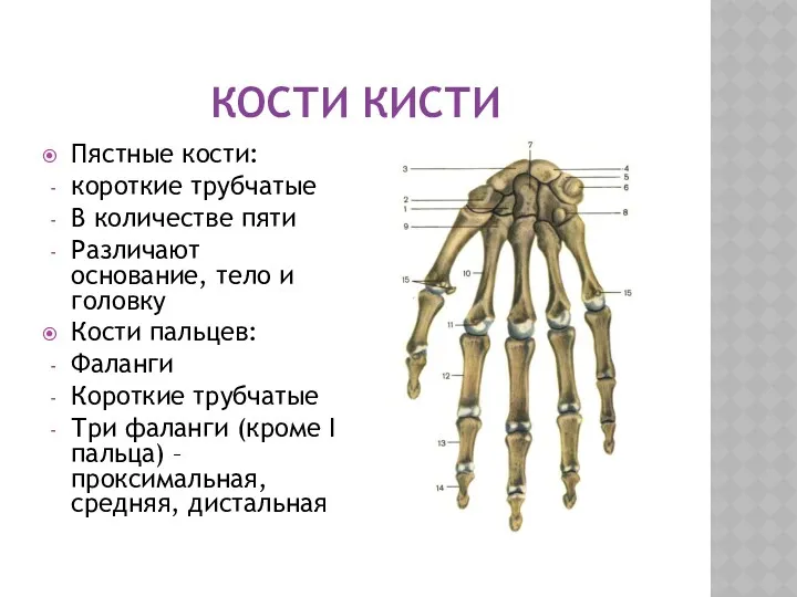 КОСТИ КИСТИ Пястные кости: короткие трубчатые В количестве пяти Различают основание, тело и