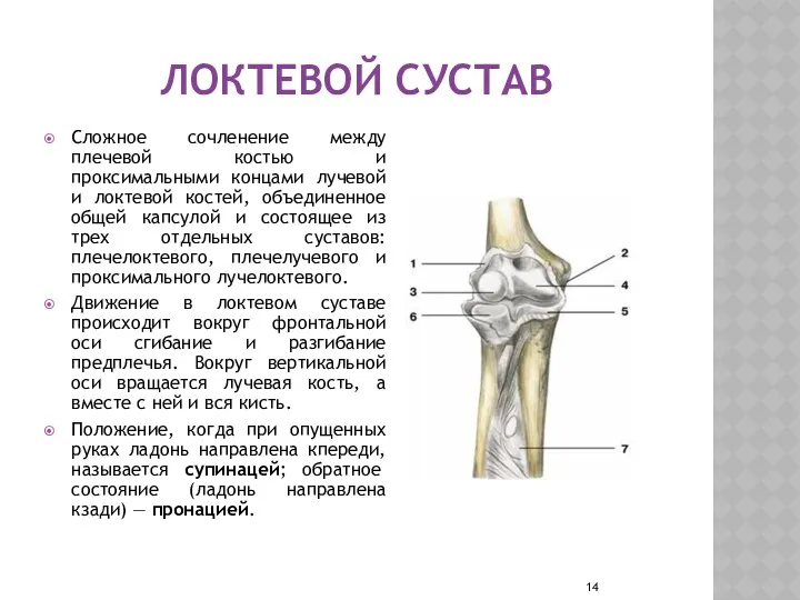 ЛОКТЕВОЙ СУСТАВ Сложное сочленение между плечевой костью и проксимальными концами лучевой и локтевой