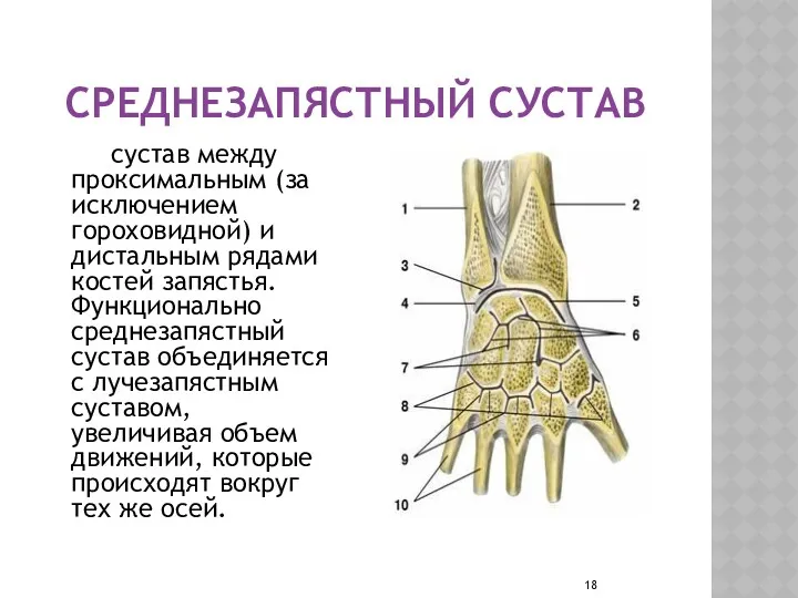 СРЕДНЕЗАПЯСТНЫЙ СУСТАВ сустав между проксимальным (за исключением гороховидной) и дистальным рядами костей запястья.