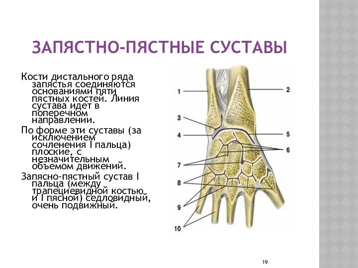 ЗАПЯСТНО-ПЯСТНЫЕ СУСТАВЫ Кости дистального ряда запястья соединяются основаниями пяти пястных костей. Линия сустава