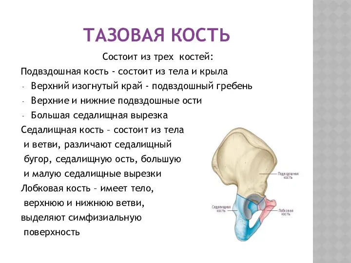 ТАЗОВАЯ КОСТЬ Состоит из трех костей: Подвздошная кость - состоит из тела и