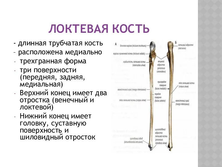ЛОКТЕВАЯ КОСТЬ - длинная трубчатая кость – расположена медиально трехгранная форма три поверхности
