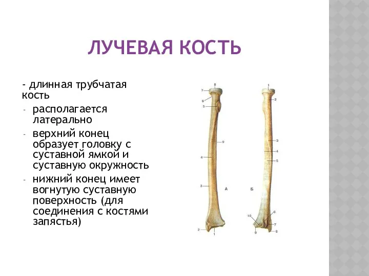 ЛУЧЕВАЯ КОСТЬ - длинная трубчатая кость располагается латерально верхний конец образует головку с