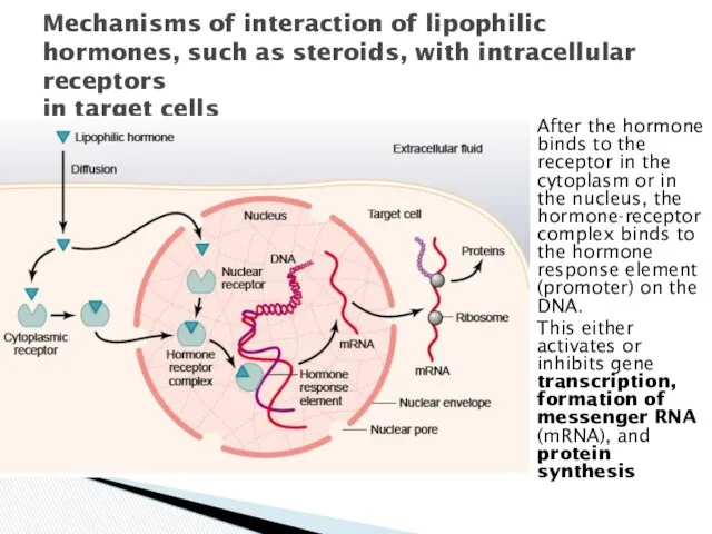 After the hormone binds to the receptor in the cytoplasm