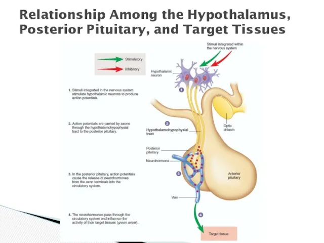 Relationship Among the Hypothalamus, Posterior Pituitary, and Target Tissues