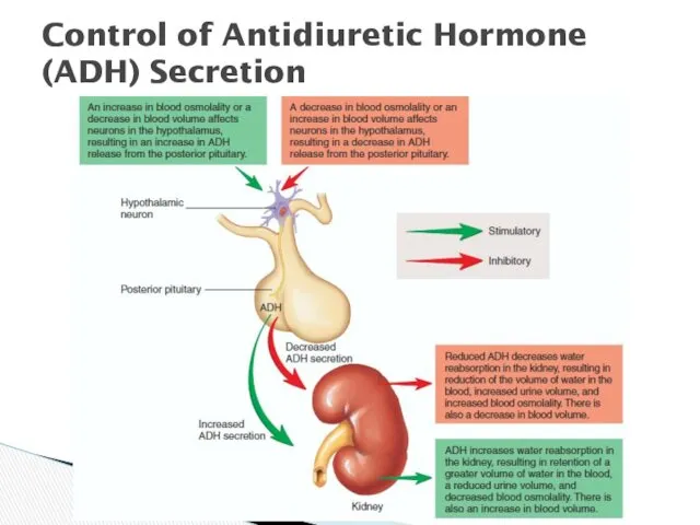 Control of Antidiuretic Hormone (ADH) Secretion