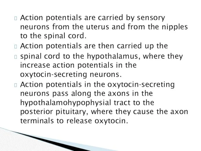 Action potentials are carried by sensory neurons from the uterus
