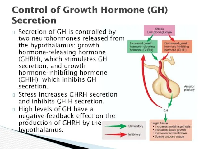 Control of Growth Hormone (GH) Secretion Secretion of GH is