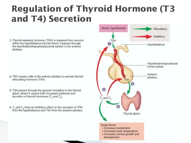 Regulation of Thyroid Hormone (T3 and T4) Secretion