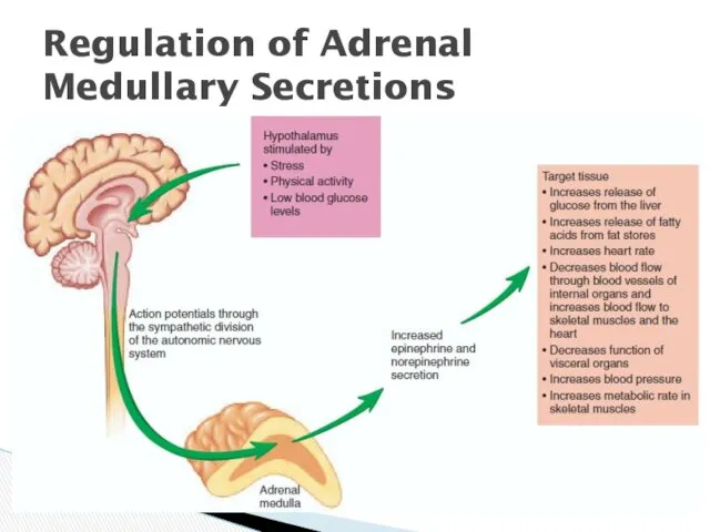 Regulation of Adrenal Medullary Secretions