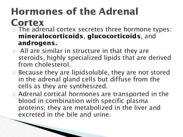 The adrenal cortex secretes three hormone types: mineralocorticoids, glucocorticoids, and