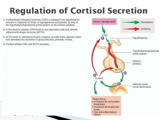 Regulation of Cortisol Secretion