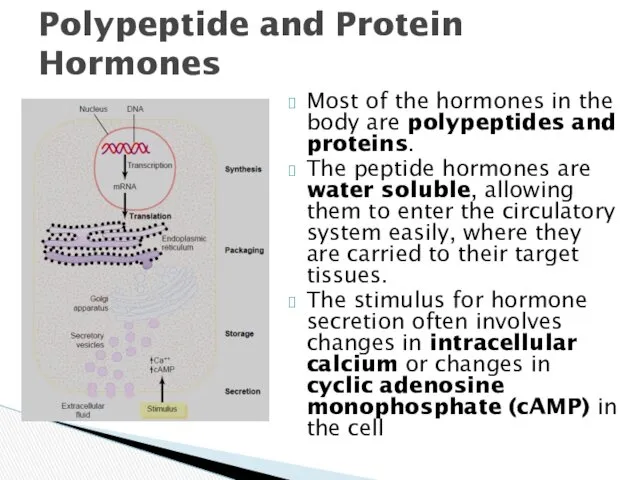 Most of the hormones in the body are polypeptides and
