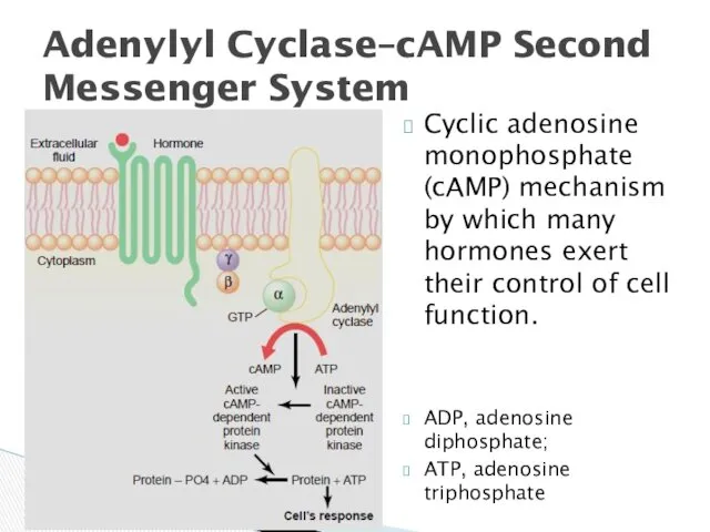 Cyclic adenosine monophosphate (cAMP) mechanism by which many hormones exert