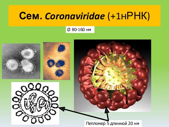 Сем. Coronaviridae (+1нРНК) Ø 80-160 нм Пепломер S длинной 20 нм